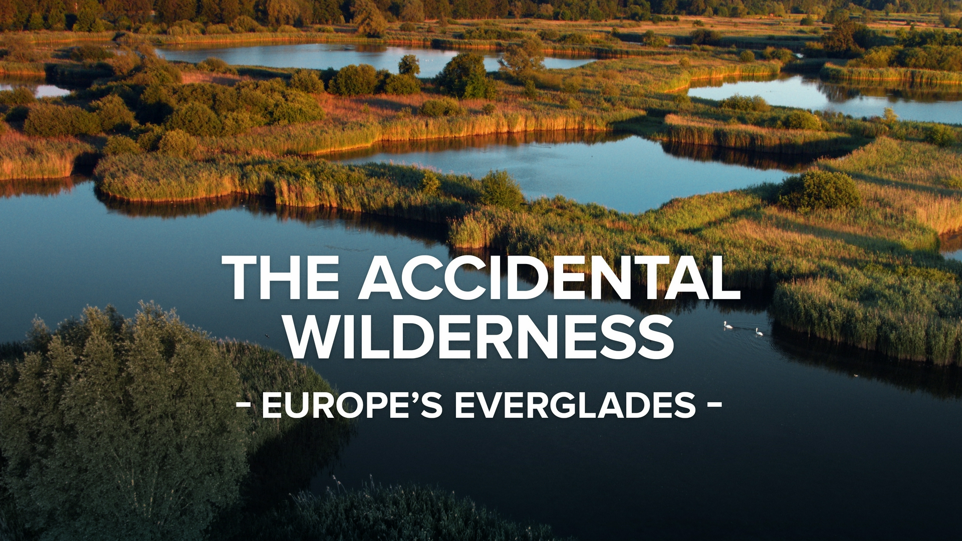 The Accidental Wilderness: Europe's Everglades
