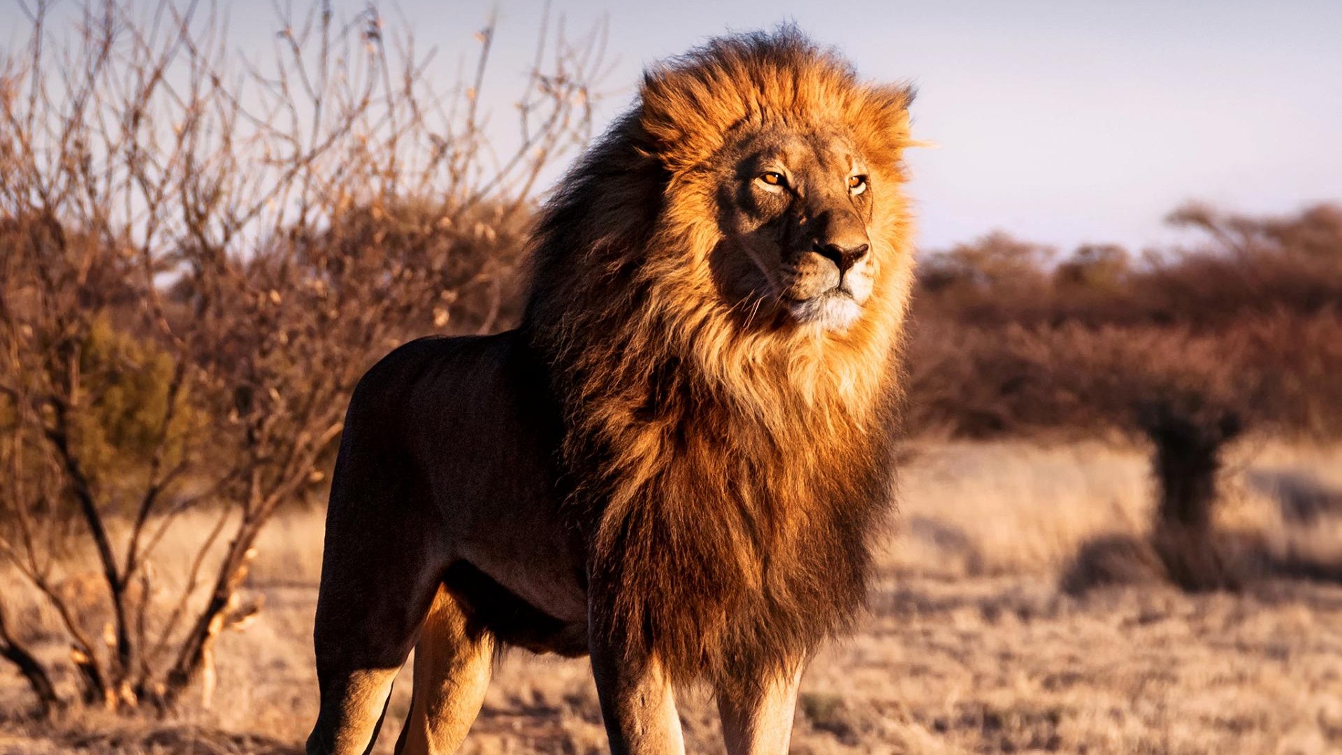 Icones de la Vie Sauvage