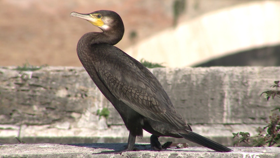 Wild Italy: Top Predators DE