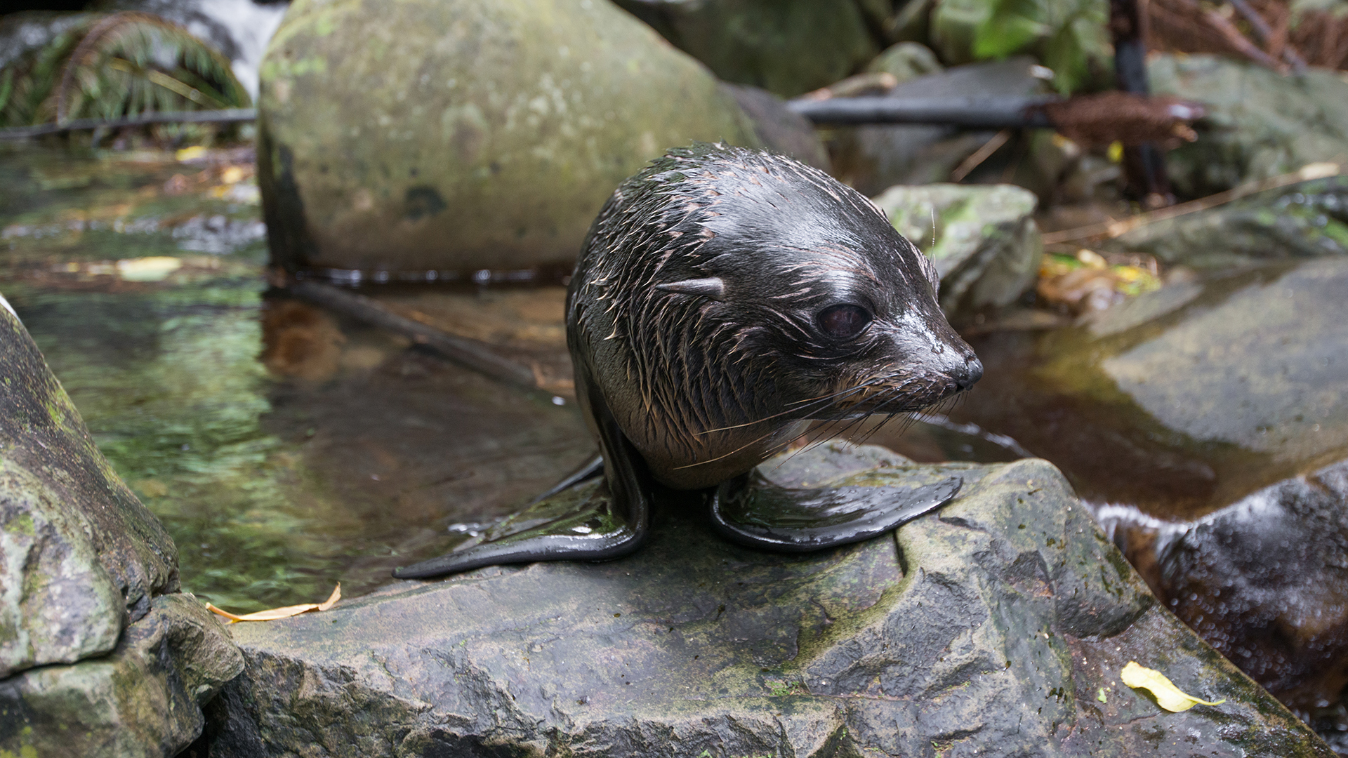 Fur Seals: Battle for Survival