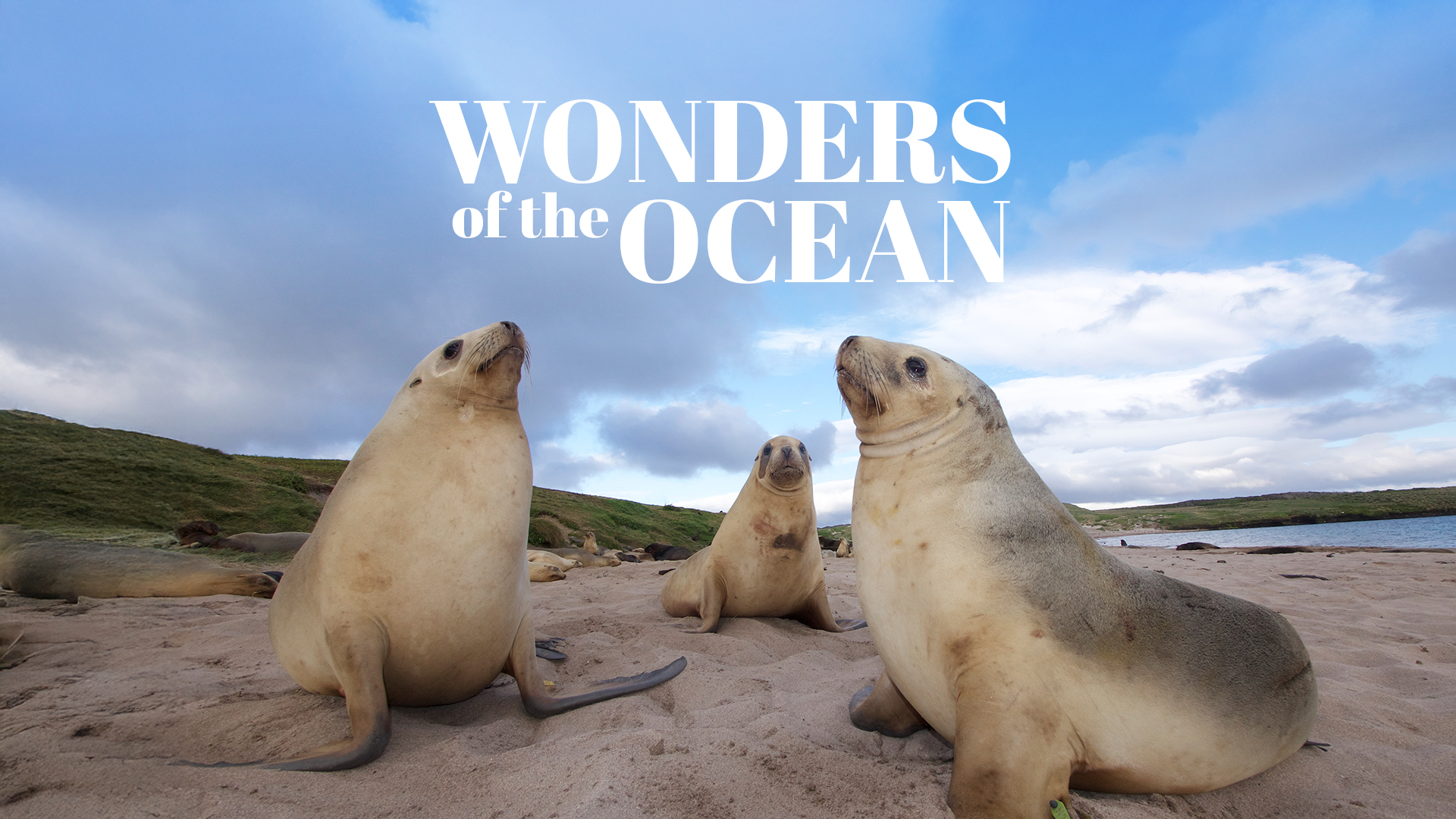 Wonders of the Ocean