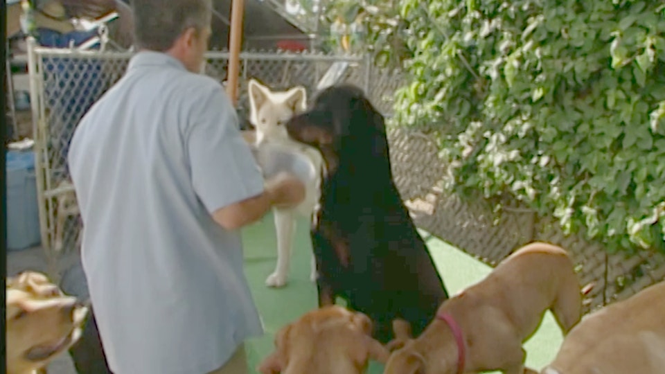 El encantador de perros