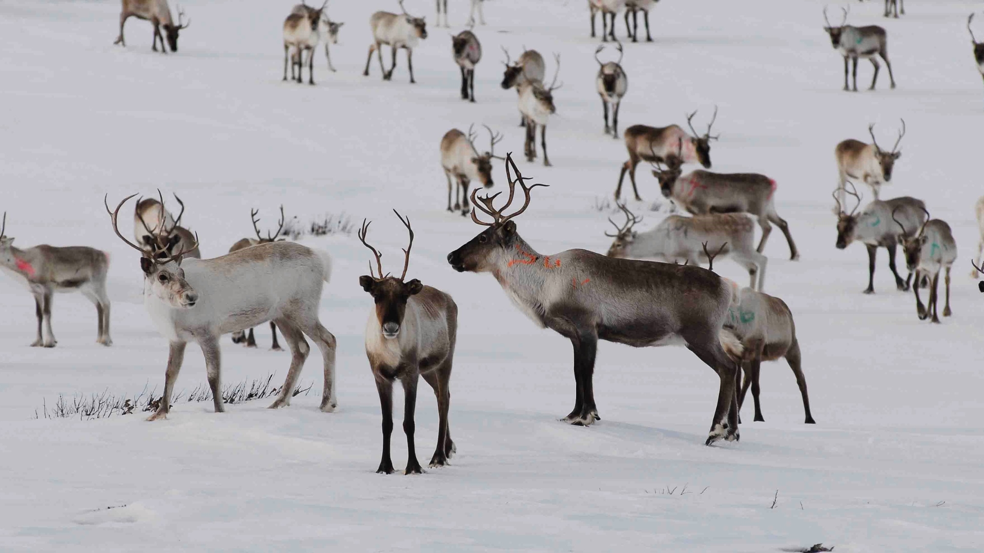 Les Animaux Après l'Eden