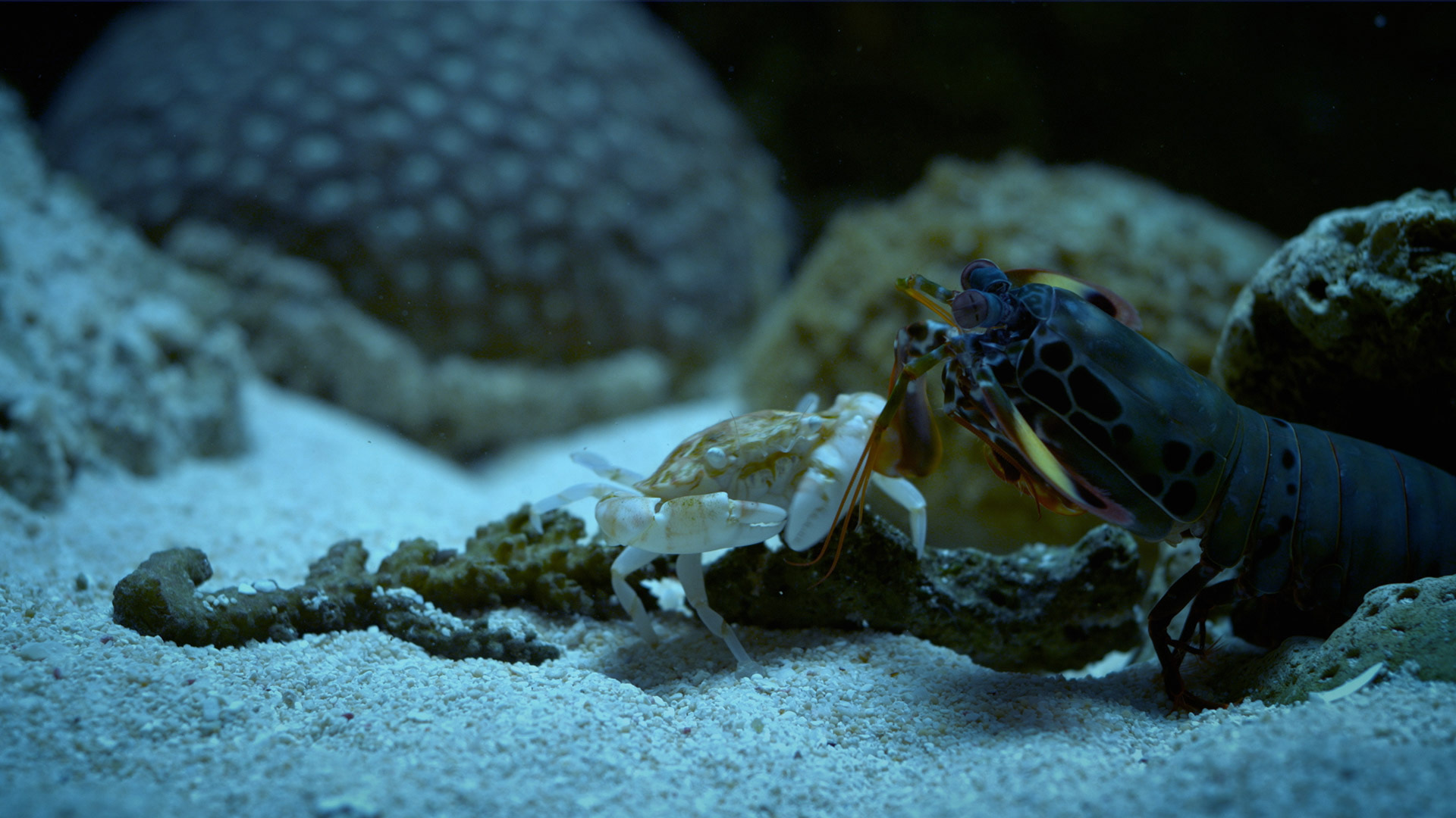 Australianos Letales