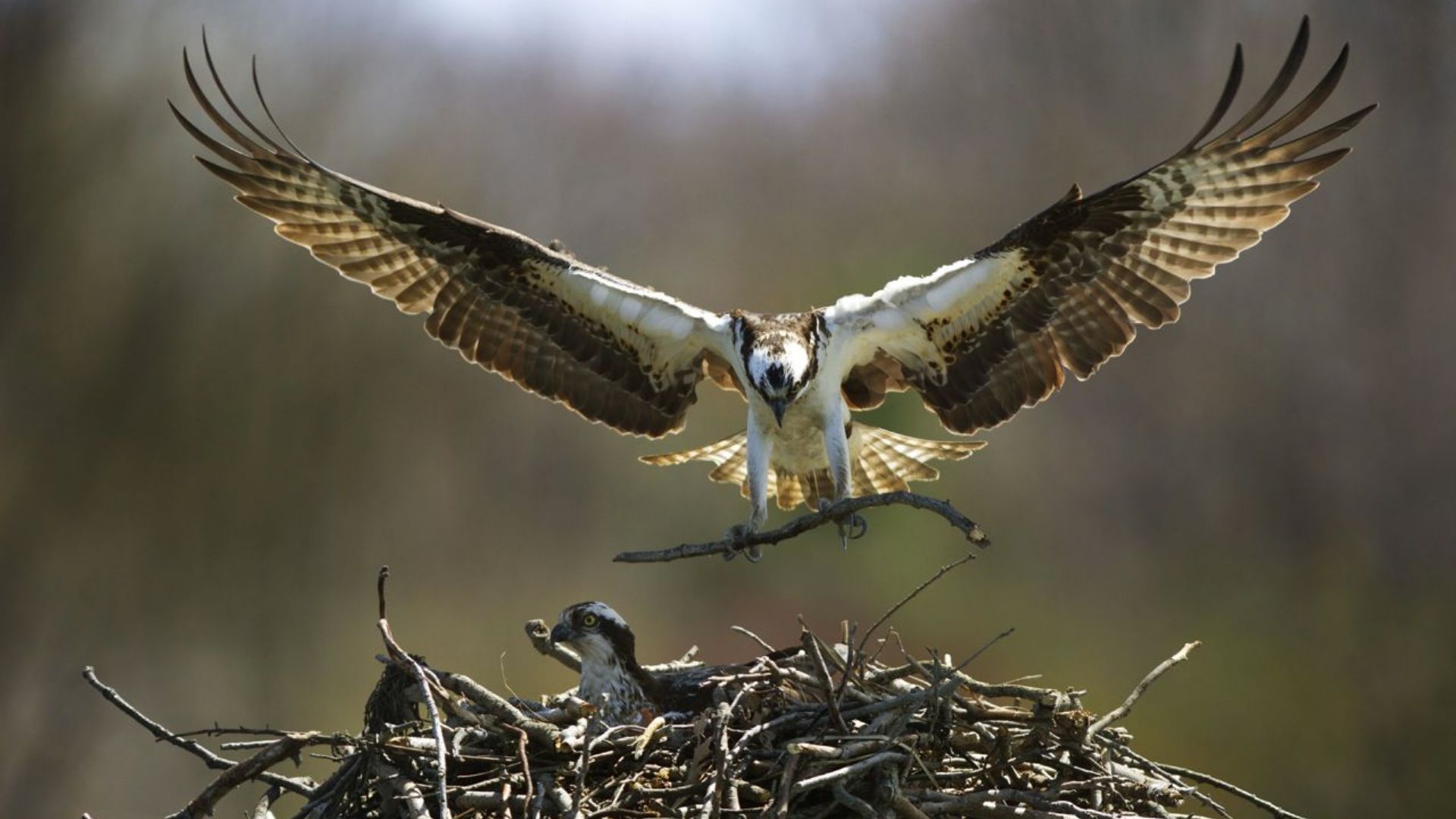 Les Maisons Des Animaux