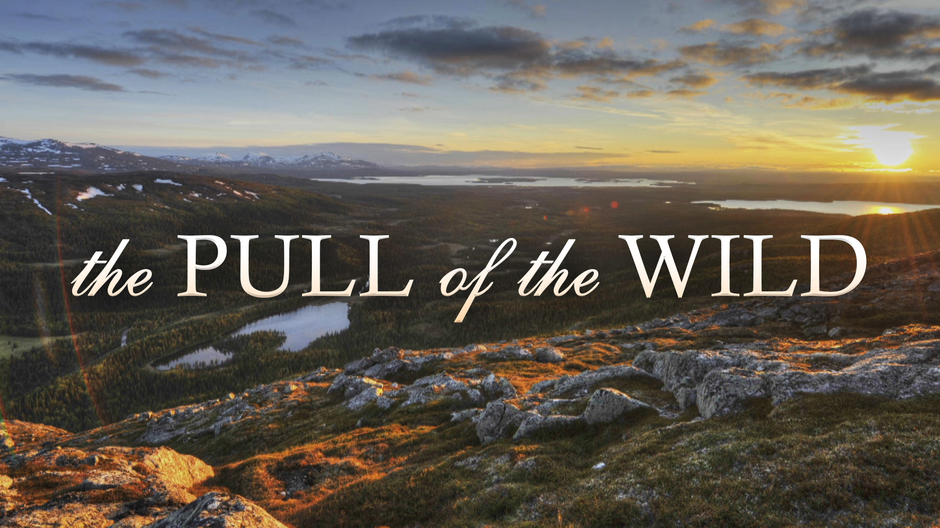 The Pull of the Wild