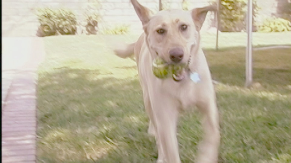 El encantador de perros