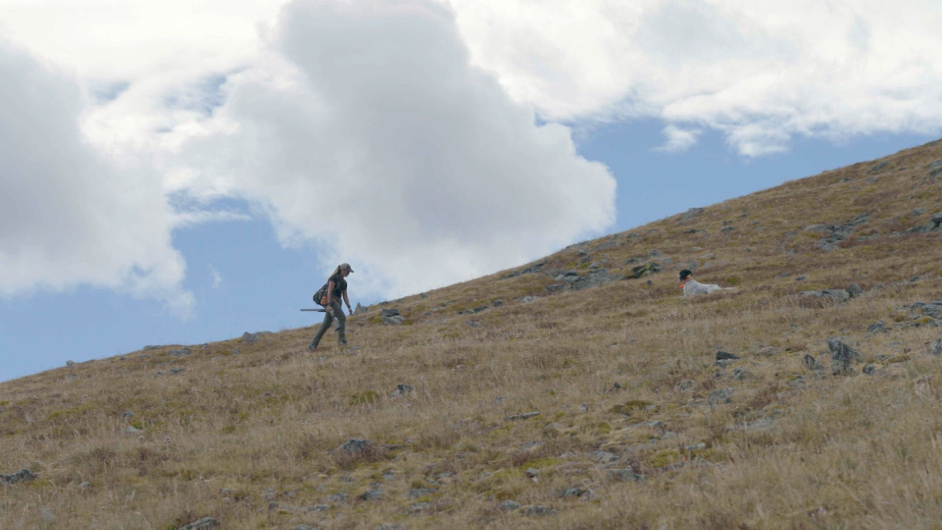 Wild Upland