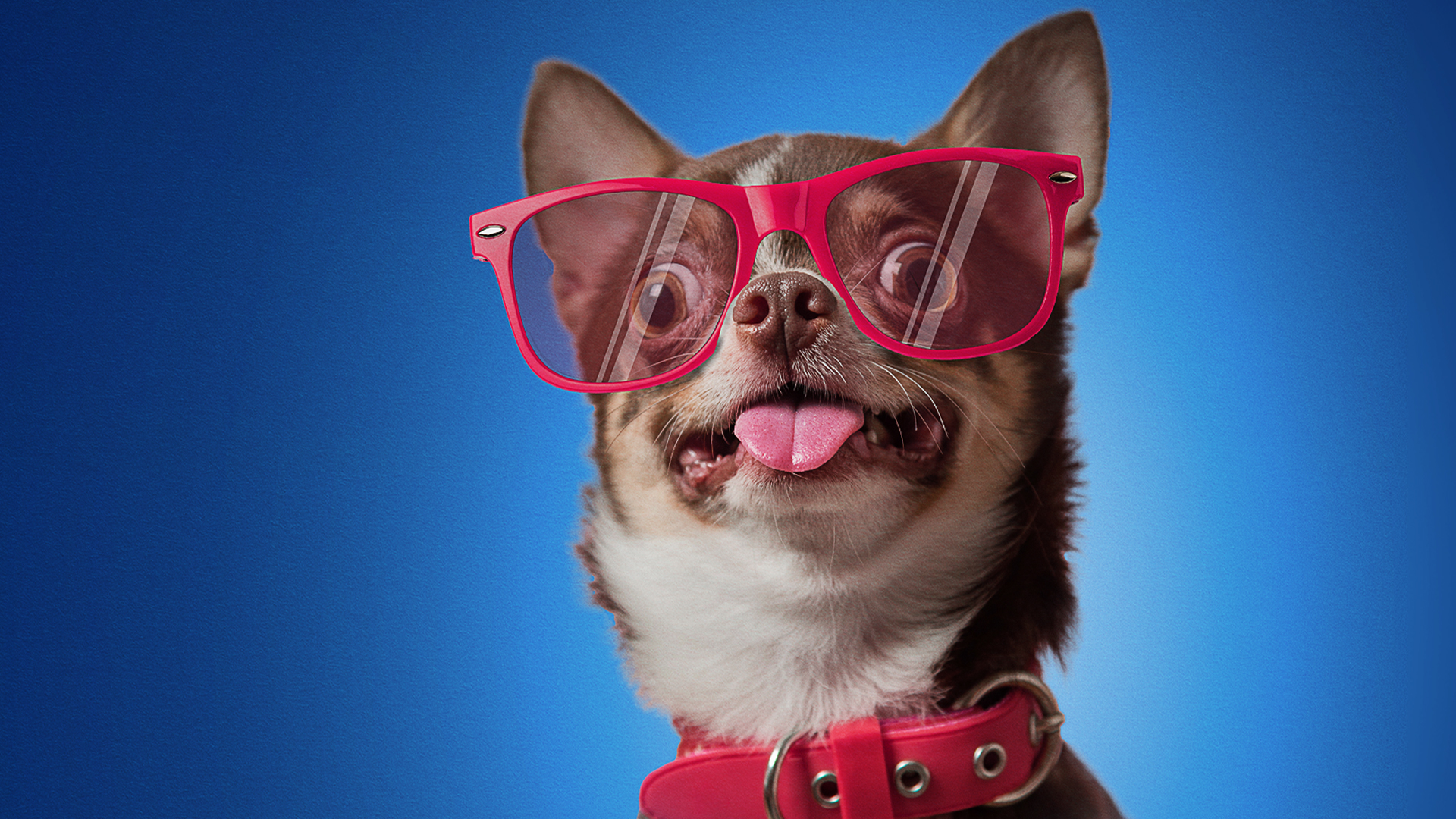 Funniest Pets & People