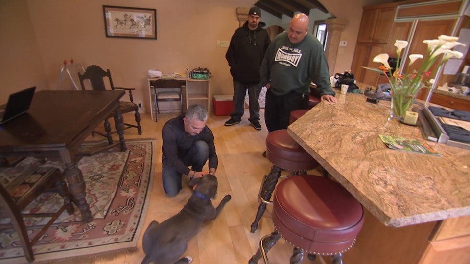 El encantador de perros