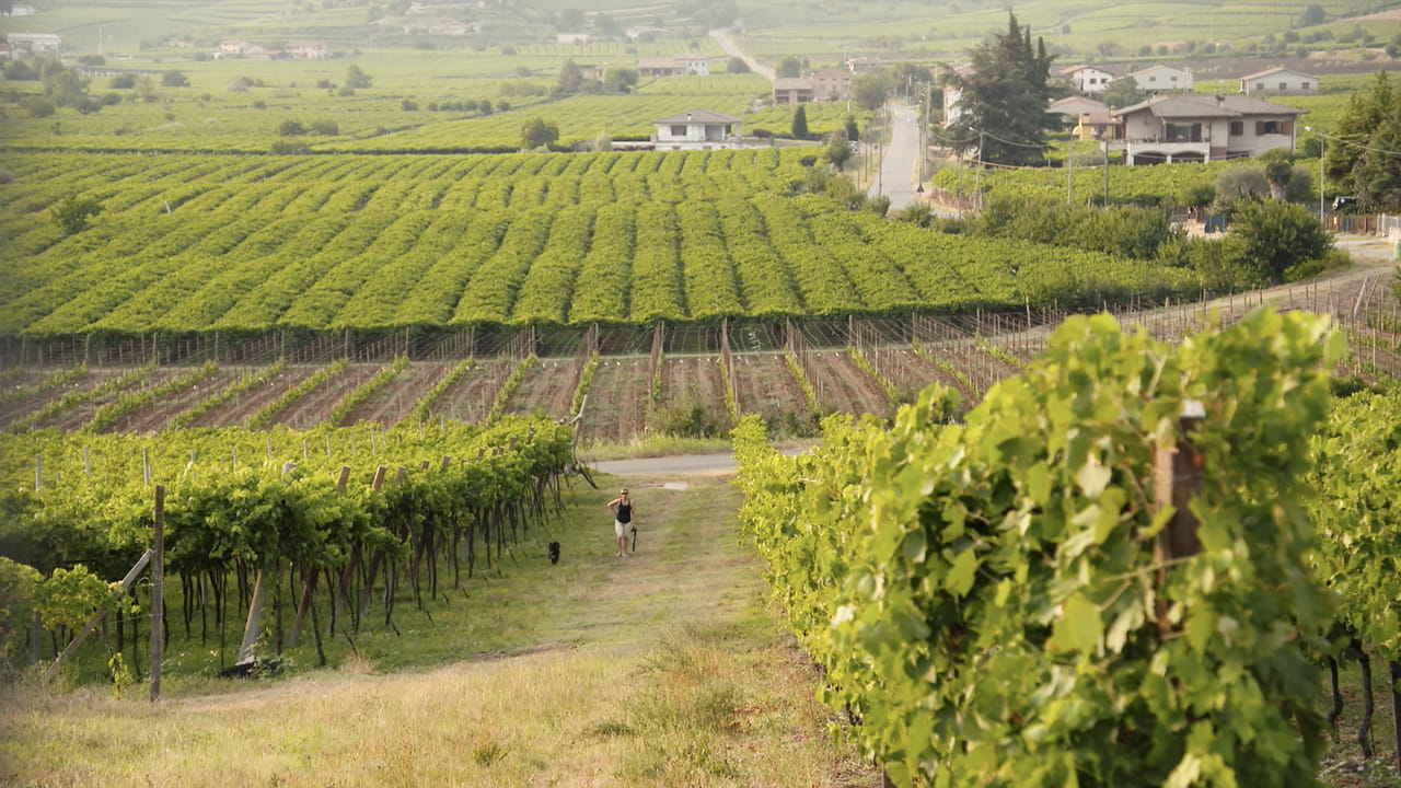 The Wine Guys: Grape Escapes