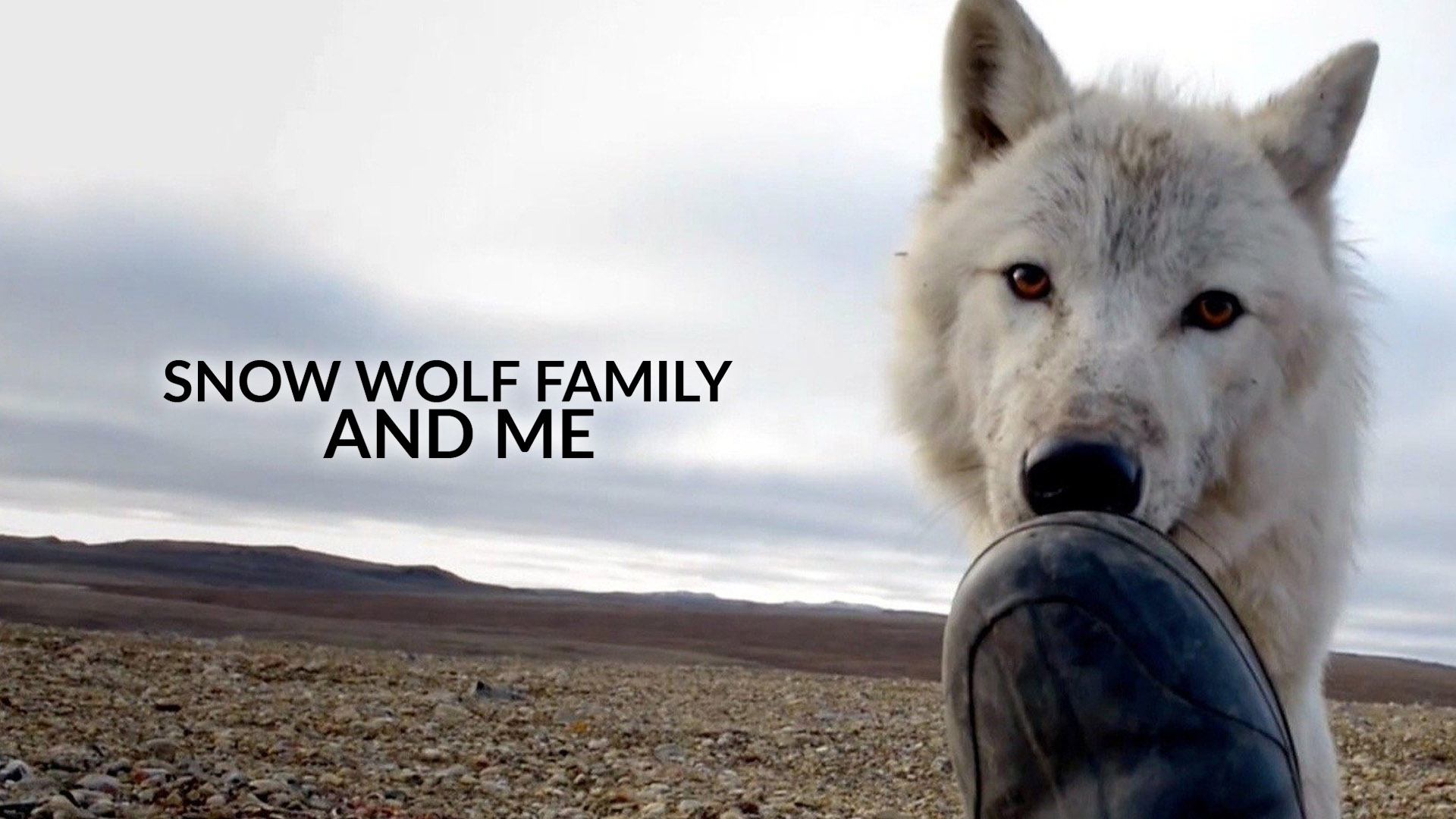 Snow Wolf Family and Me