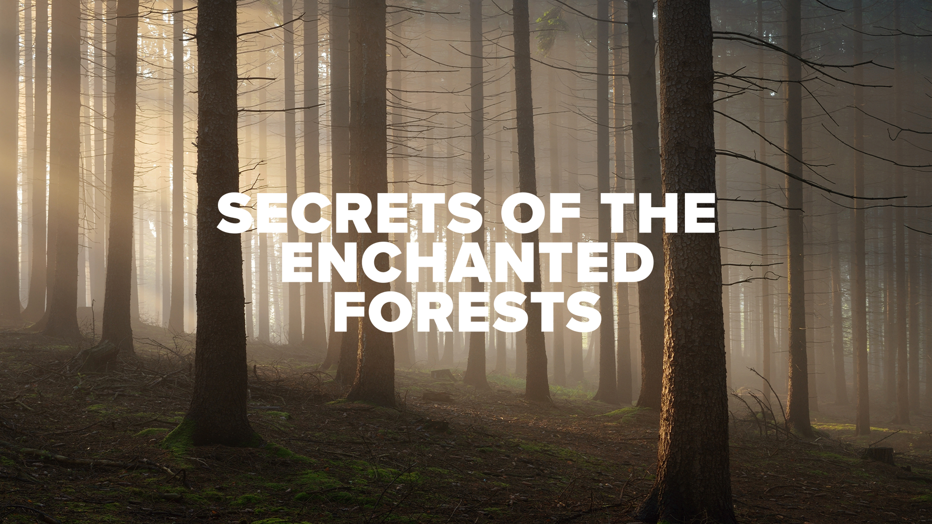Secrets of the Enchanted Forests