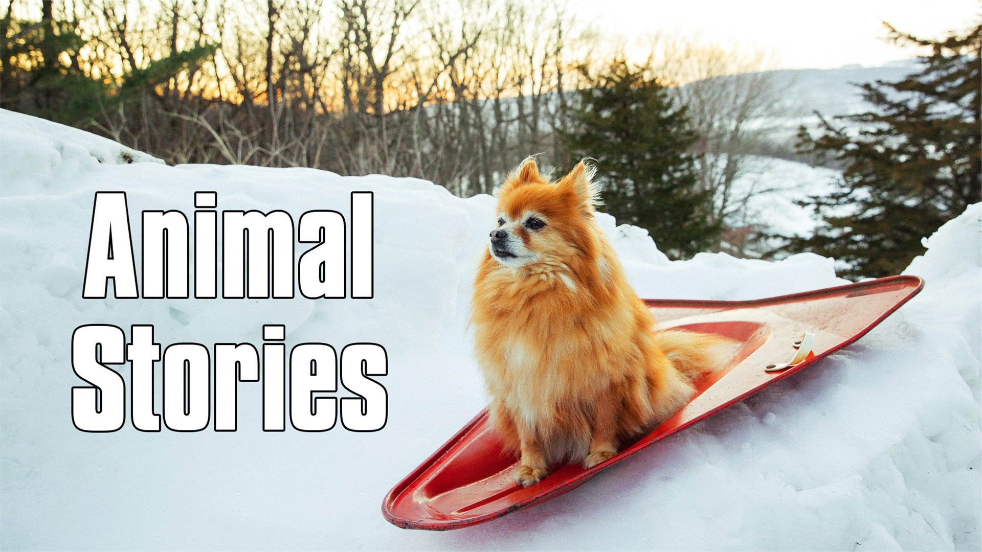 Animal Stories
