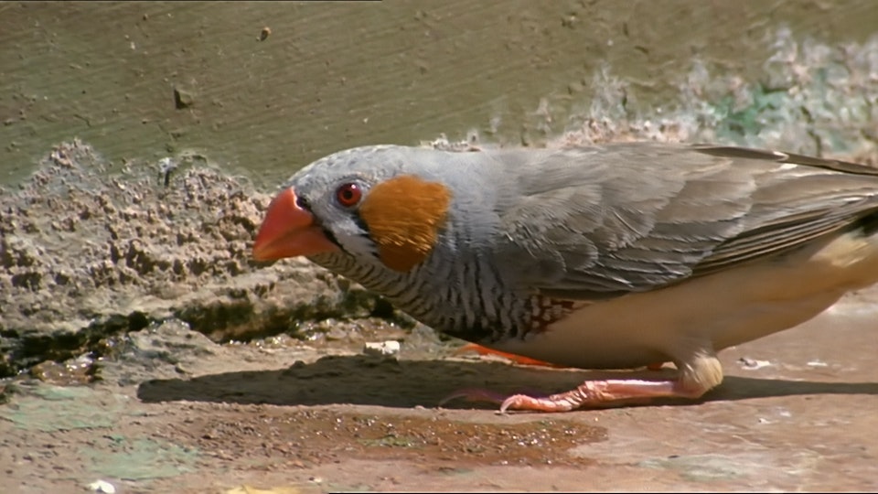 Tiere vor der Kamera