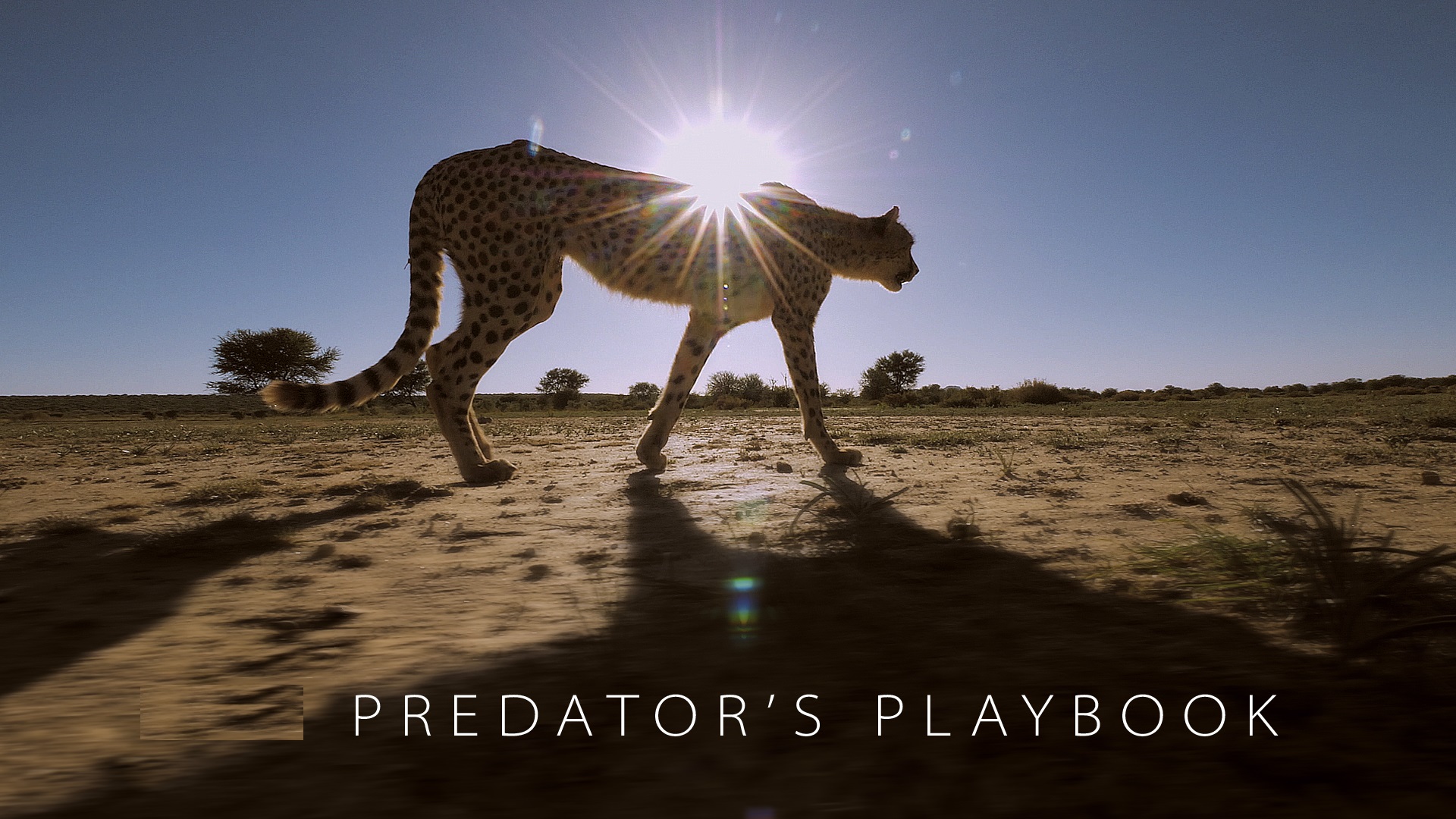 Predator's Playbook