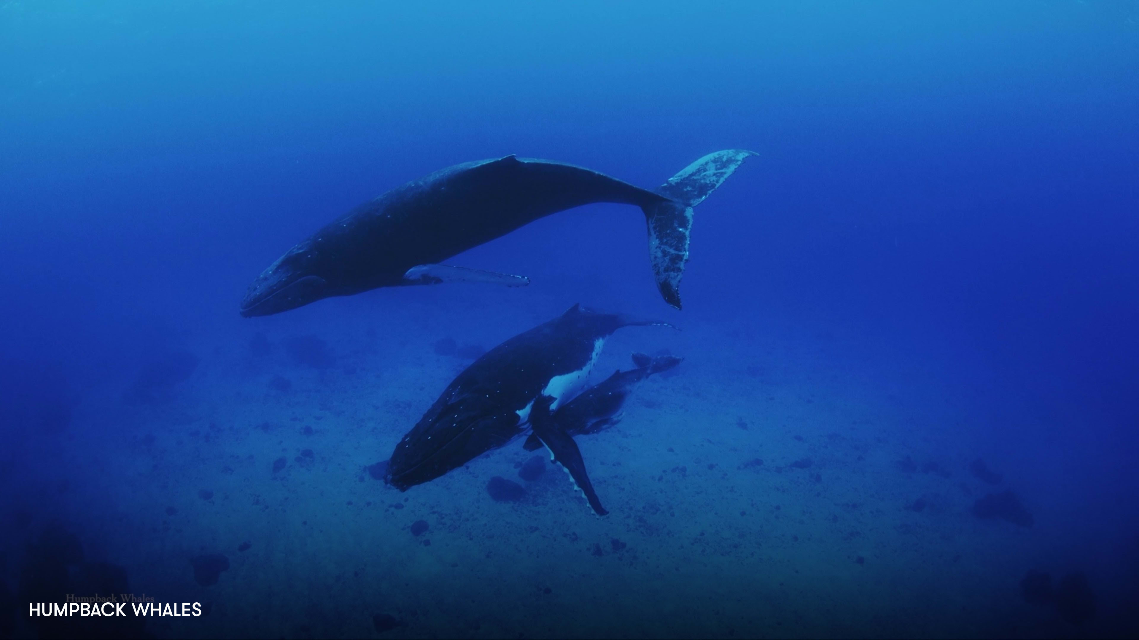 Humpback Whales