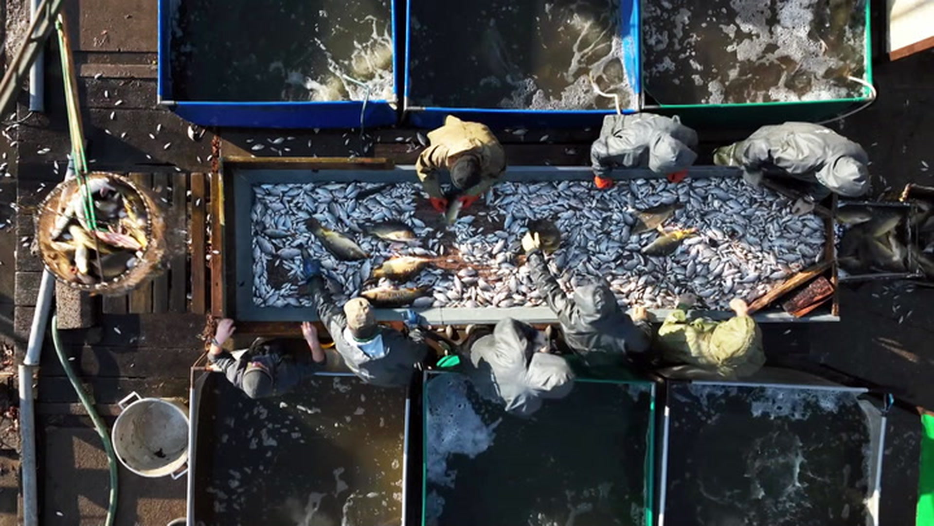 Karpfen statt Lachs: Eine Alternative auf dem Küchentisch?