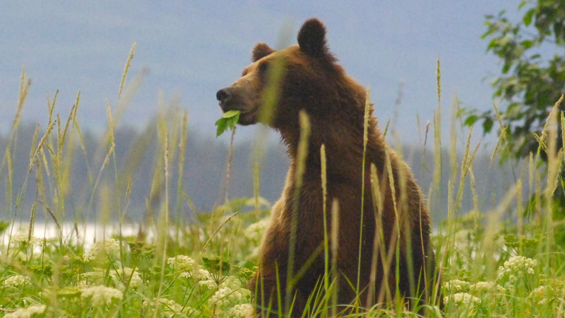 Fortress of the Bears