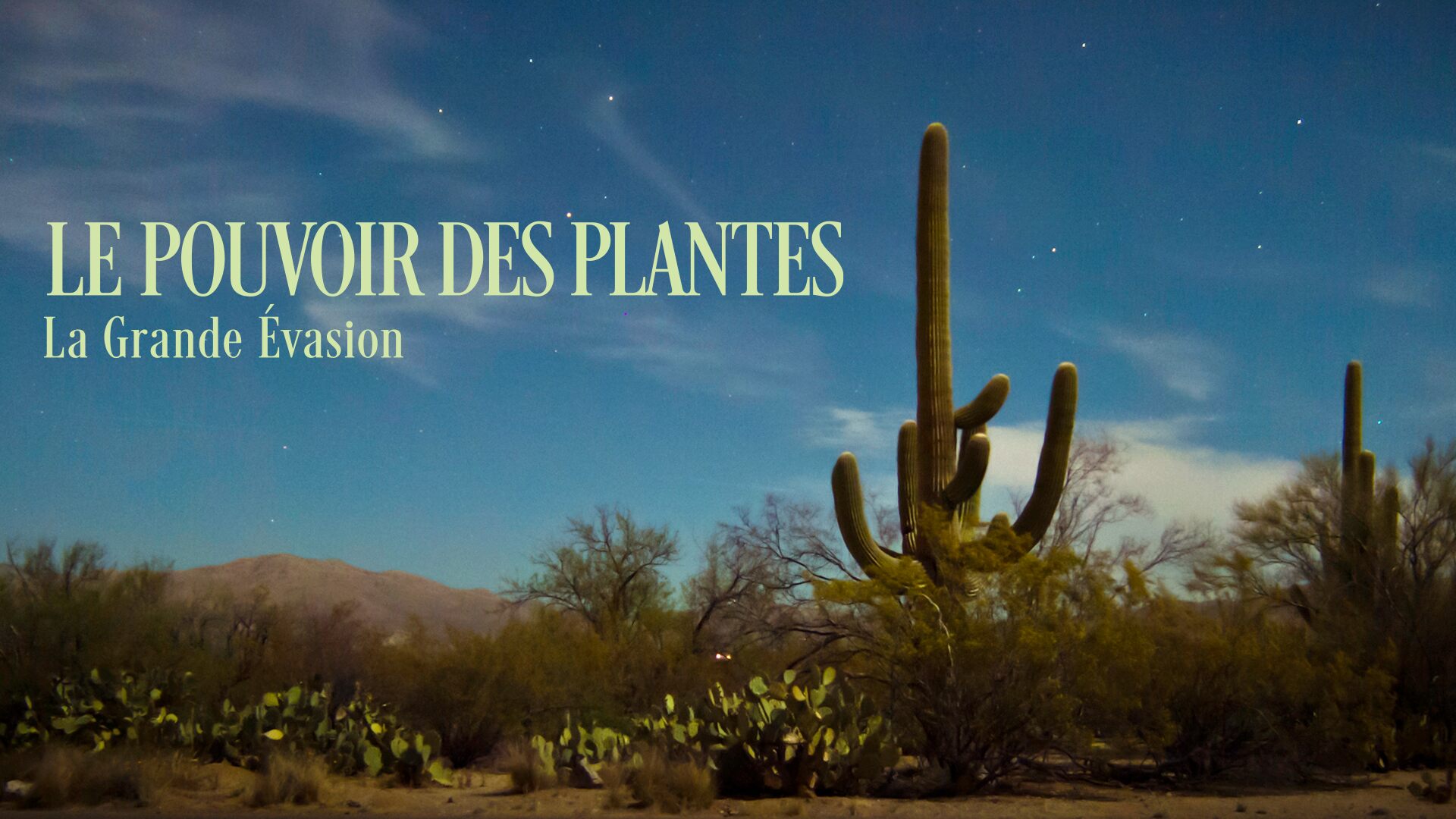 Le pouvoir des plantes : la grande évasion
