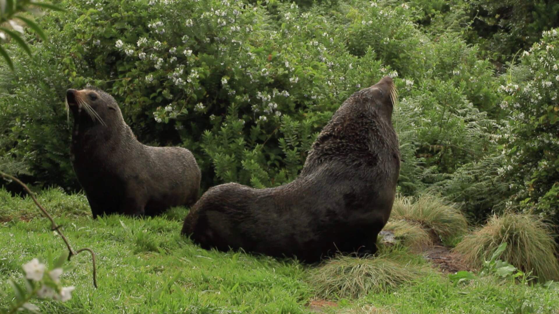 Notre grand jardin bleu