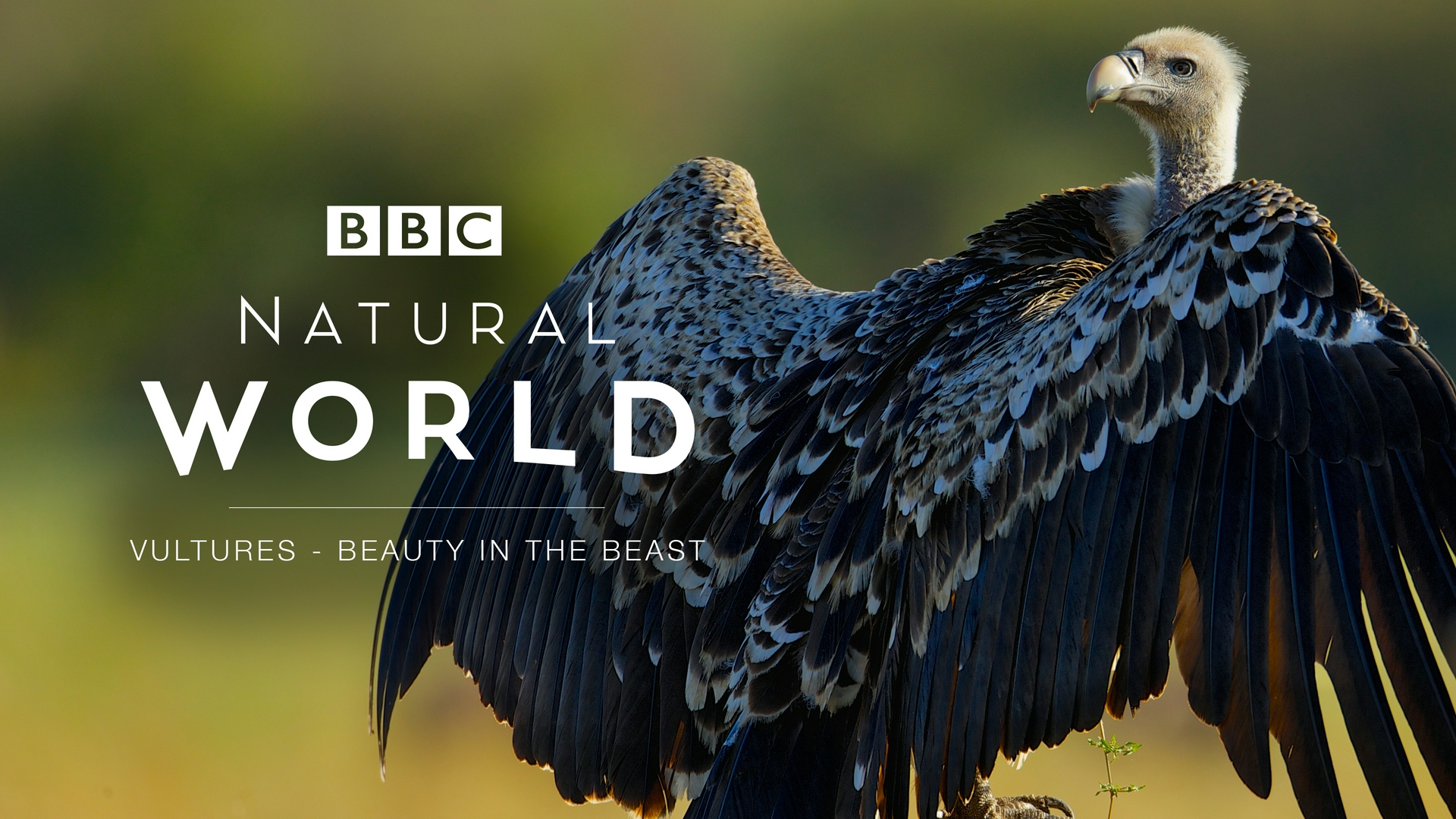 Attenboroughs schräge Vögel Schöne Biester