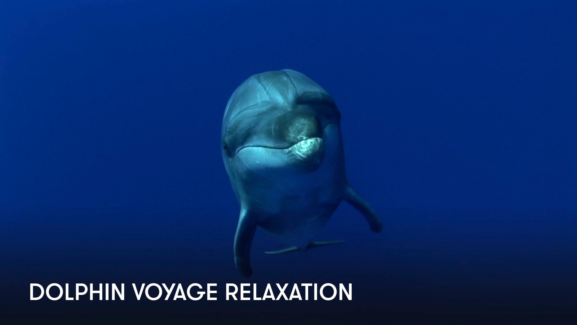 Dolphin Voyage Relaxation