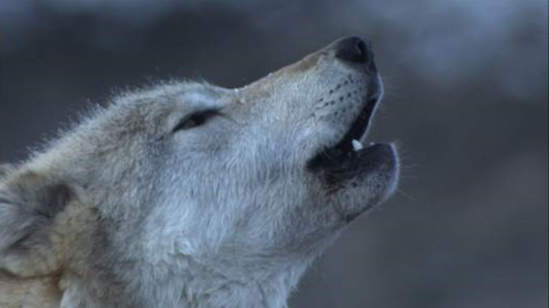 White Wolf: Hayden Pack