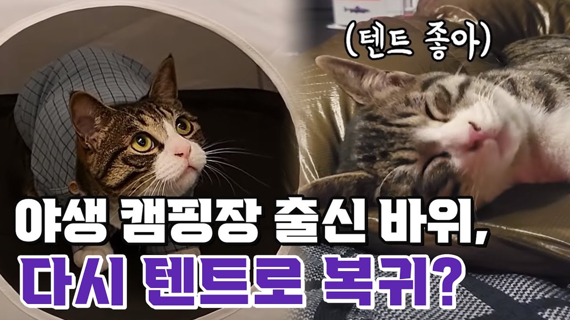 이건 못 참지! 😼 고양이텐트 ! 바위의 첫 텐트 첫 피칭