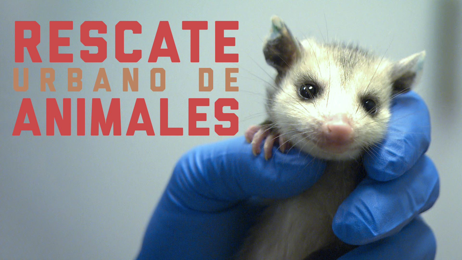 Rescate Urbano de Animales