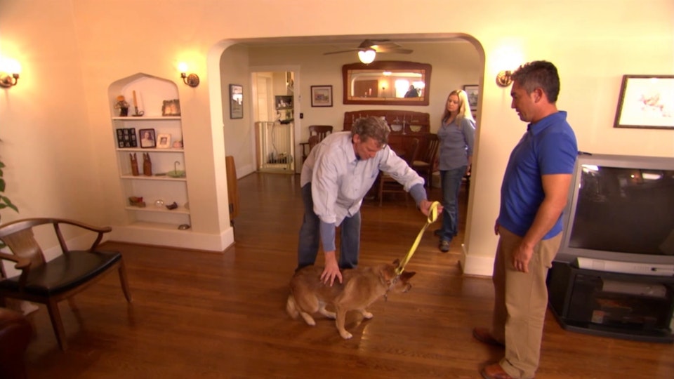 El encantador de perros