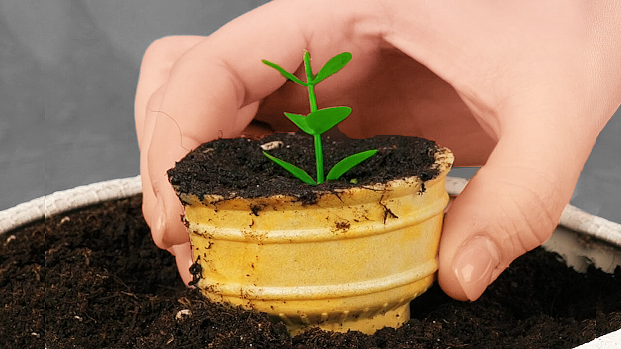 Tips fáciles de jardinería para que cualquier planta crezca