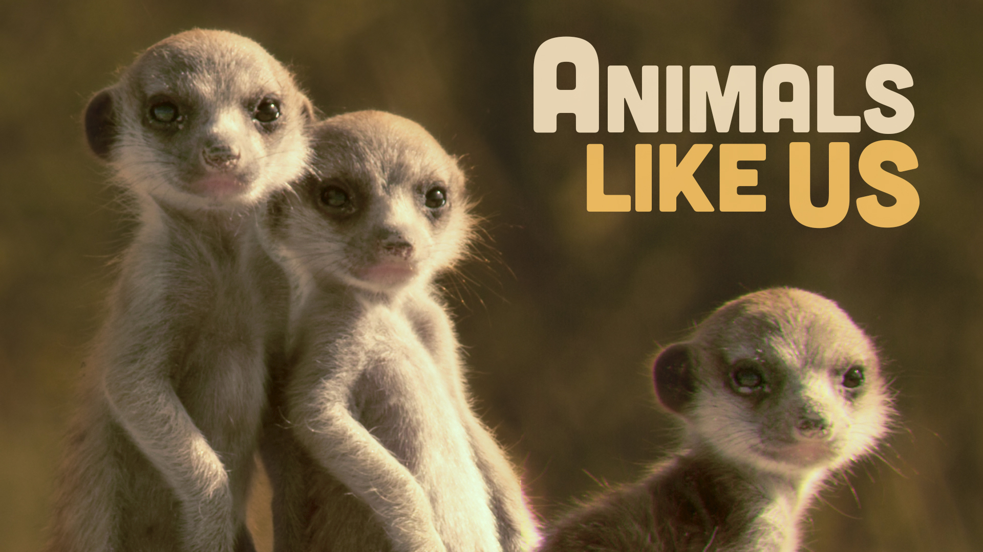 Animals Like Us