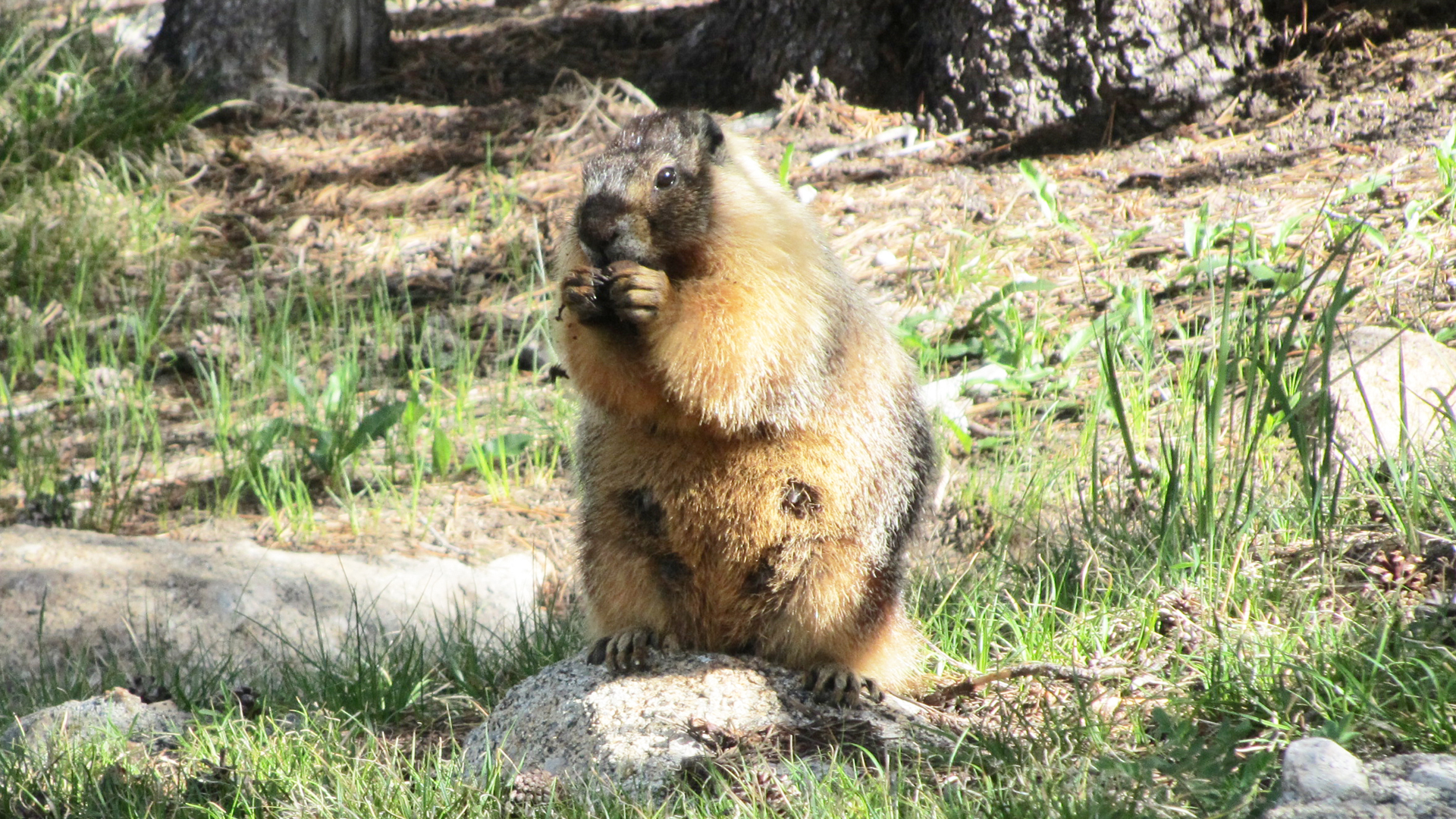 North America's National Parks