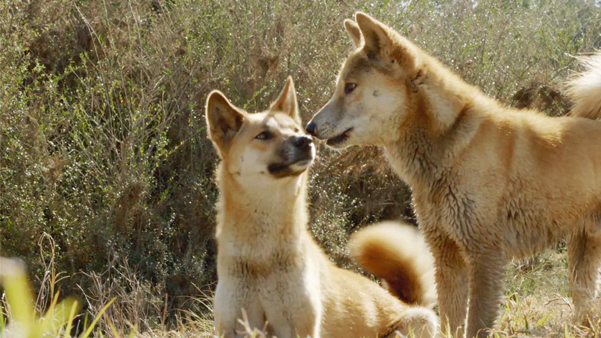 Das geheimnisvolle Leben des Dingos