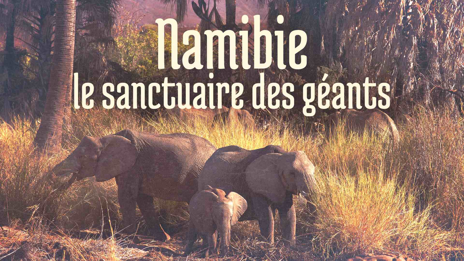 Namibie: Le Sanctuaire Des Géants