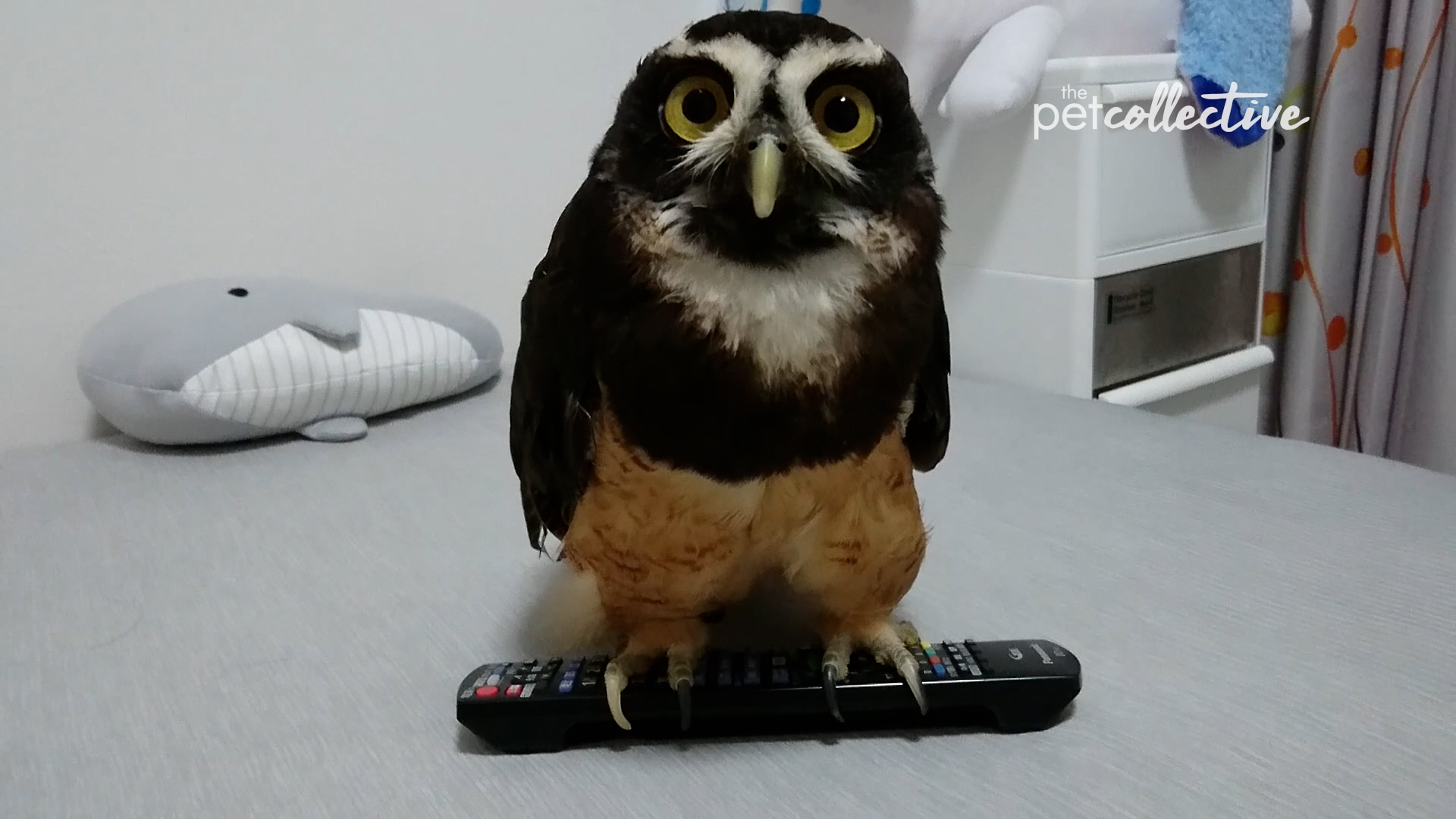 Best Pets of the Month