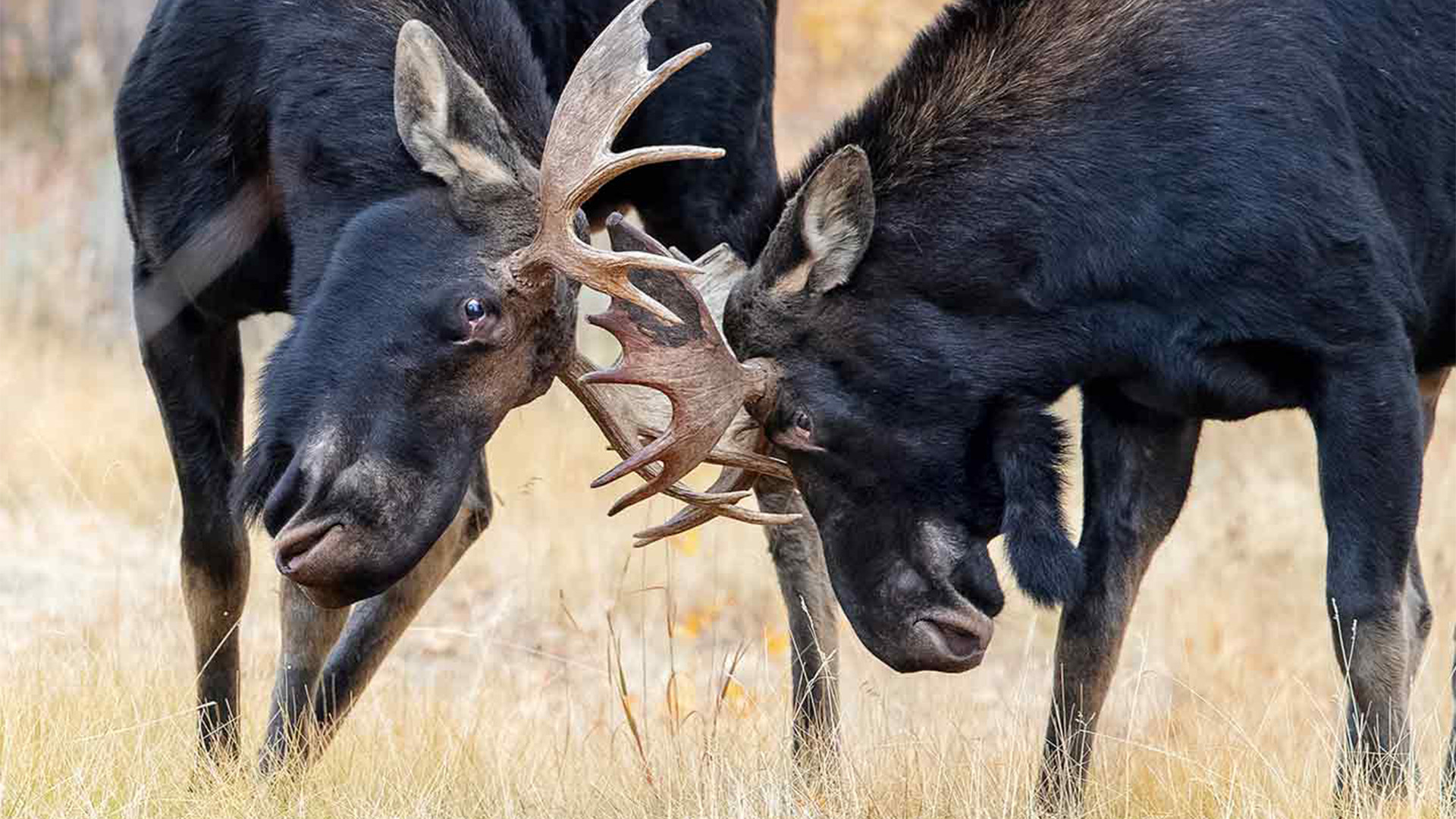 Battle of the Alphas