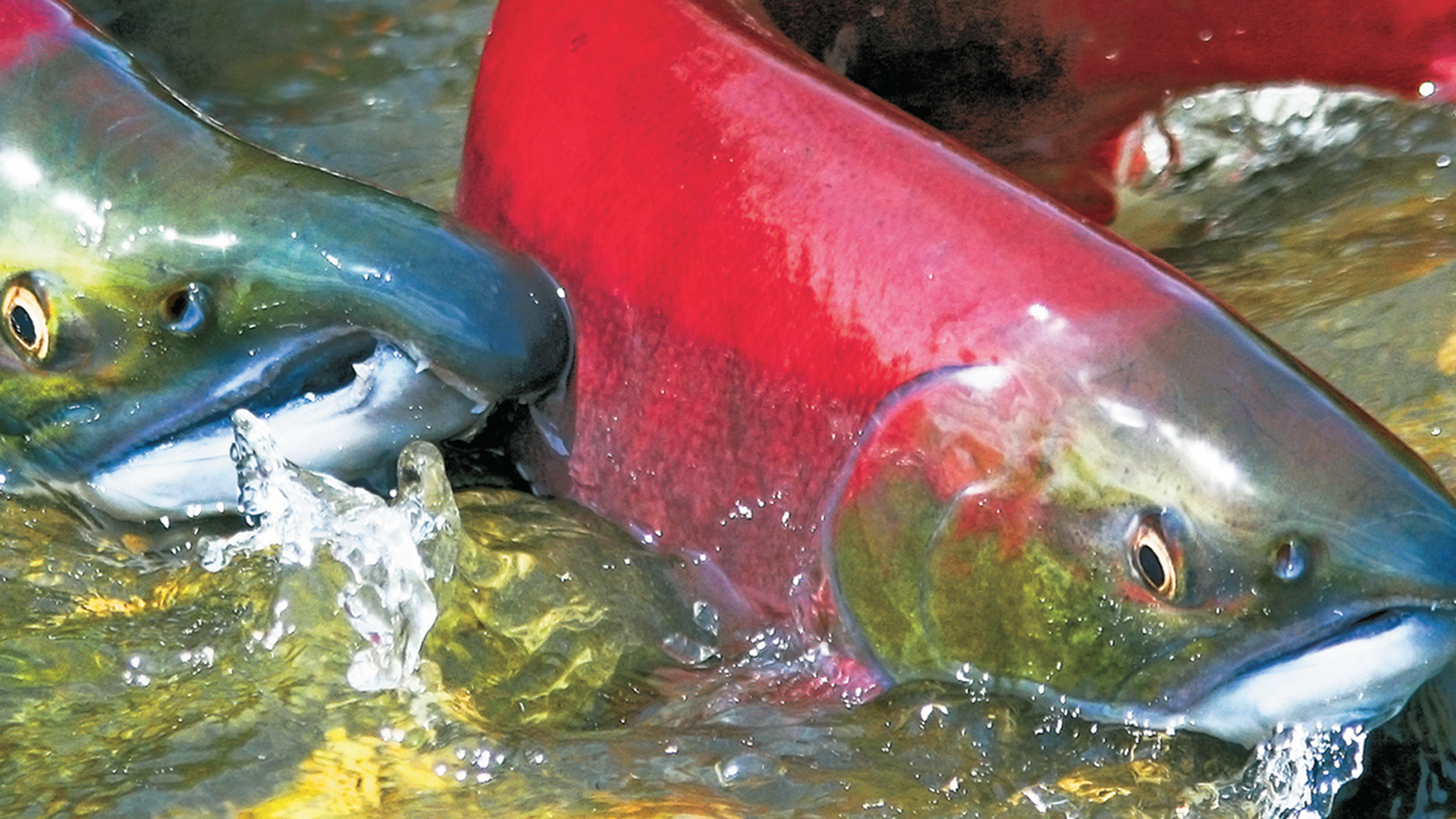 Salmon: Running the Gauntlet