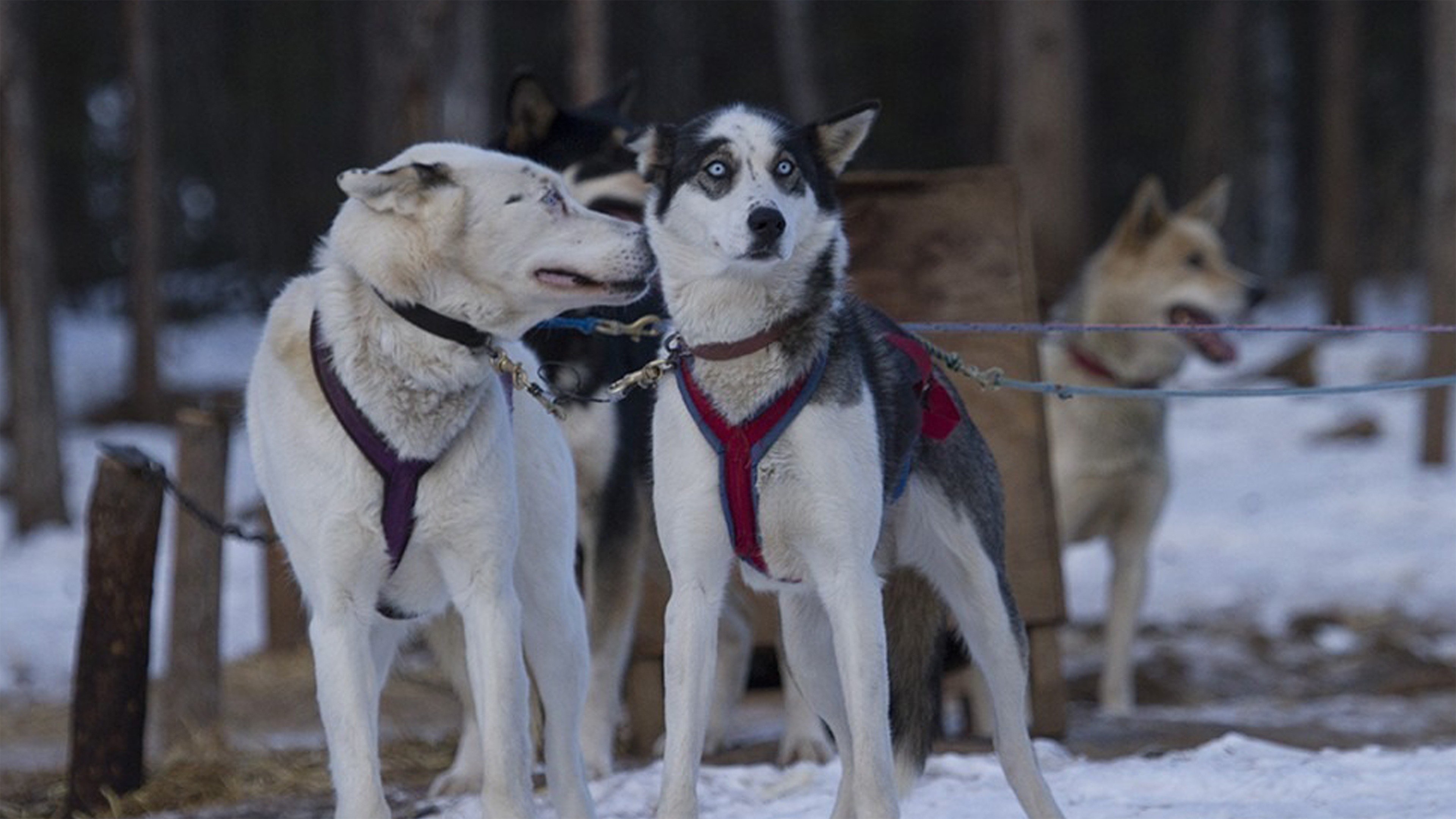 Life Below Zero
