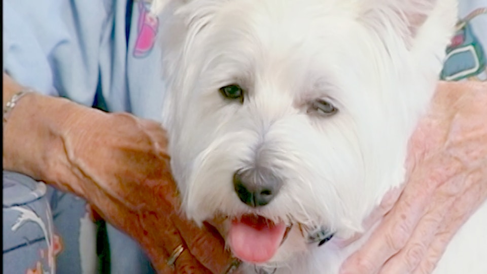 El encantador de perros