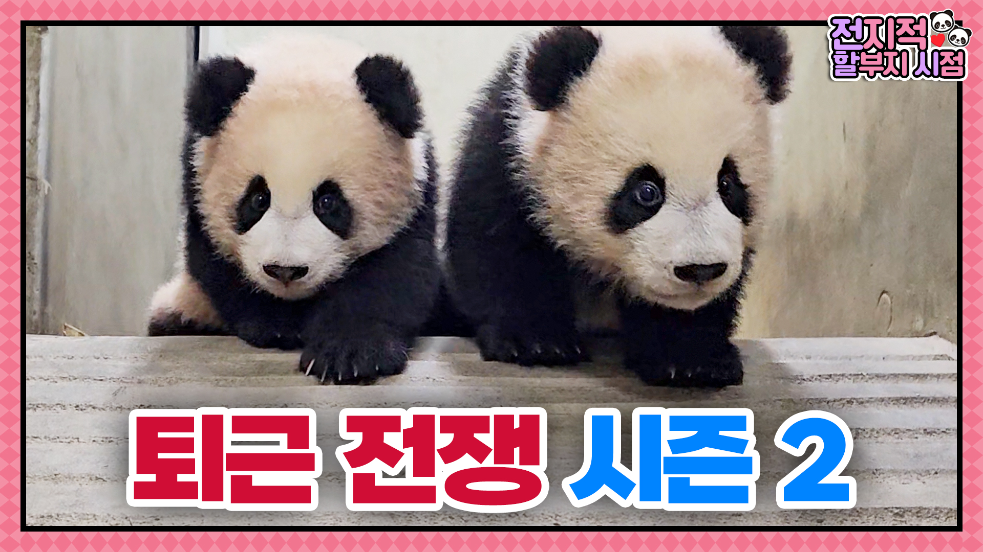 푸바오 언니 목소리가 들려! 바깥 나들이를 준비하는 루이후이의 퇴근전쟁 시