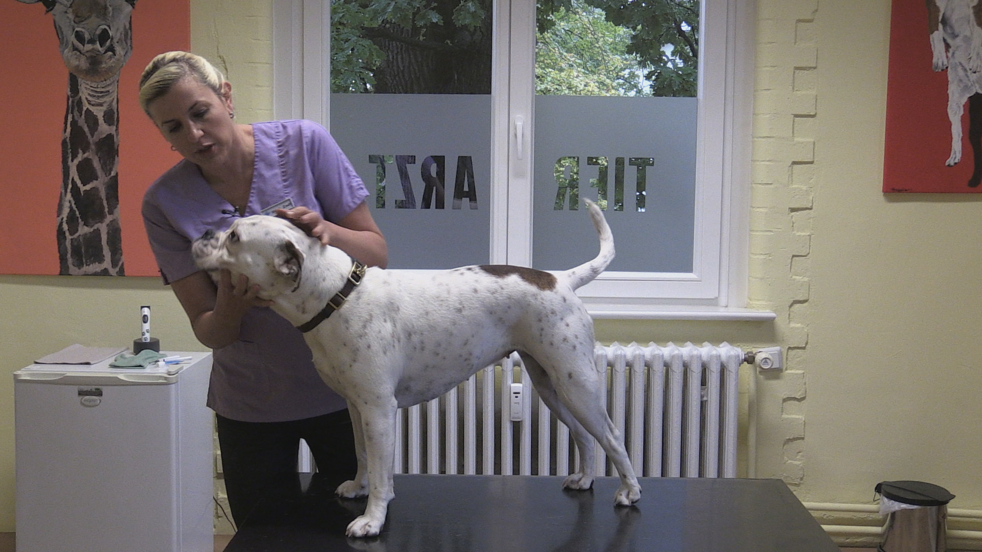 Augentropfen geben beim Hund