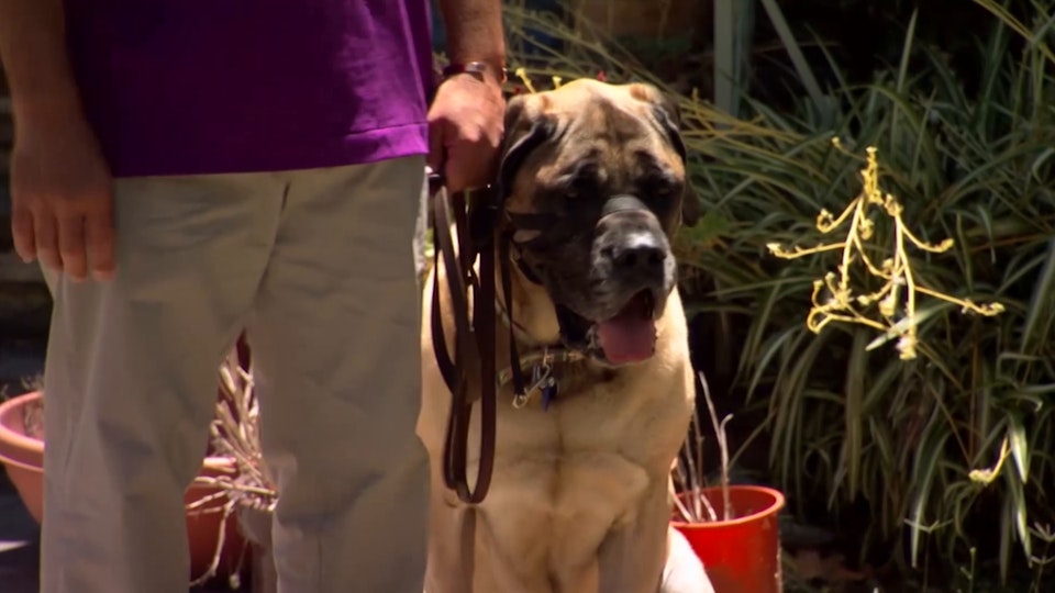 El encantador de perros