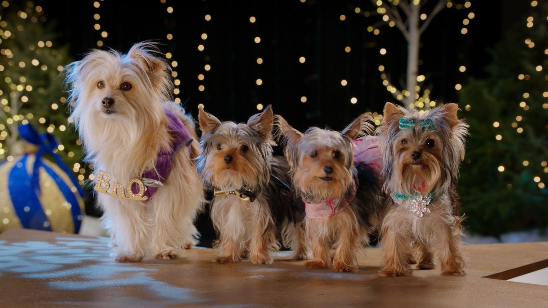 Puppy Star Christmas