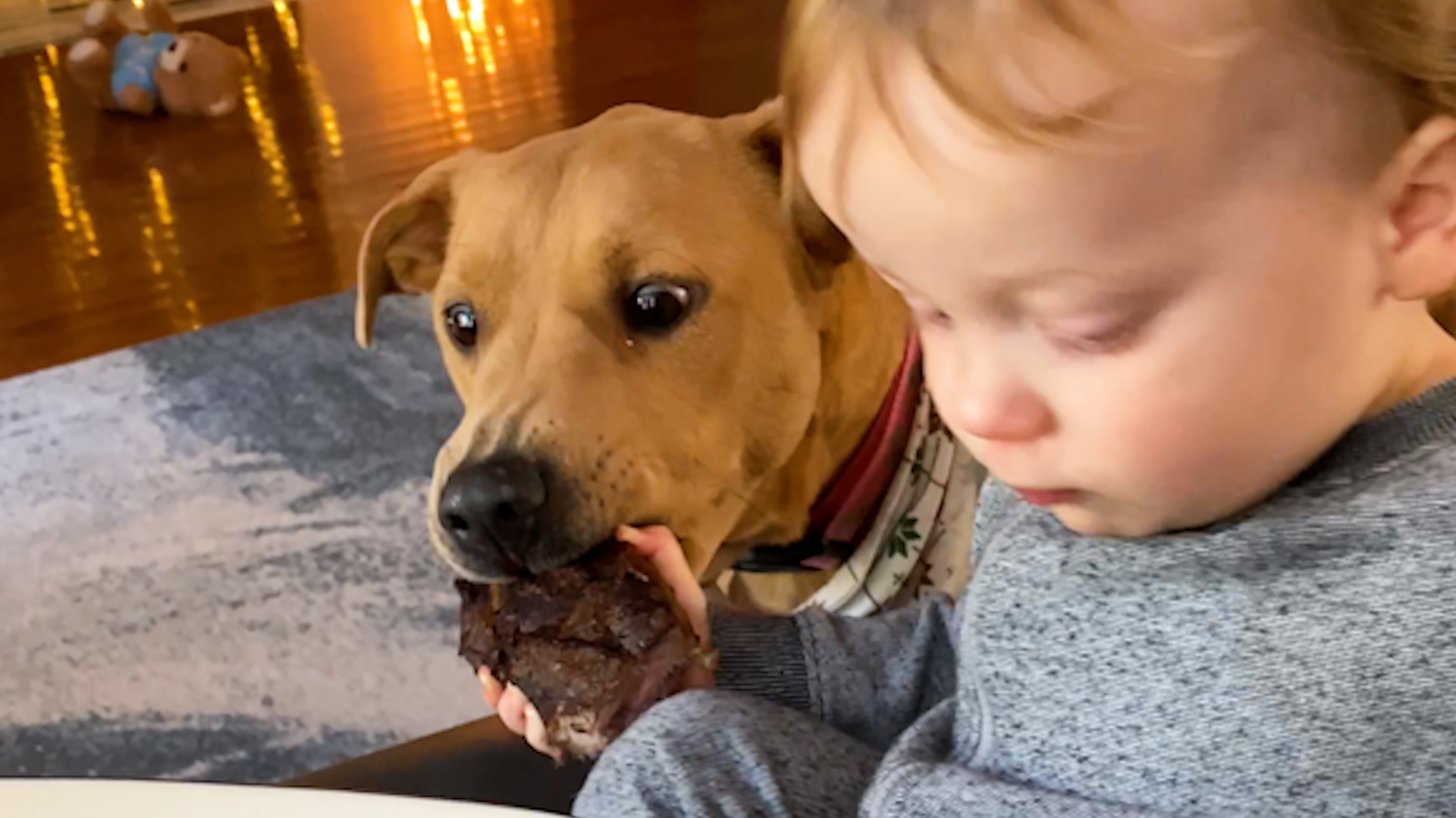 Best Pets of the Month