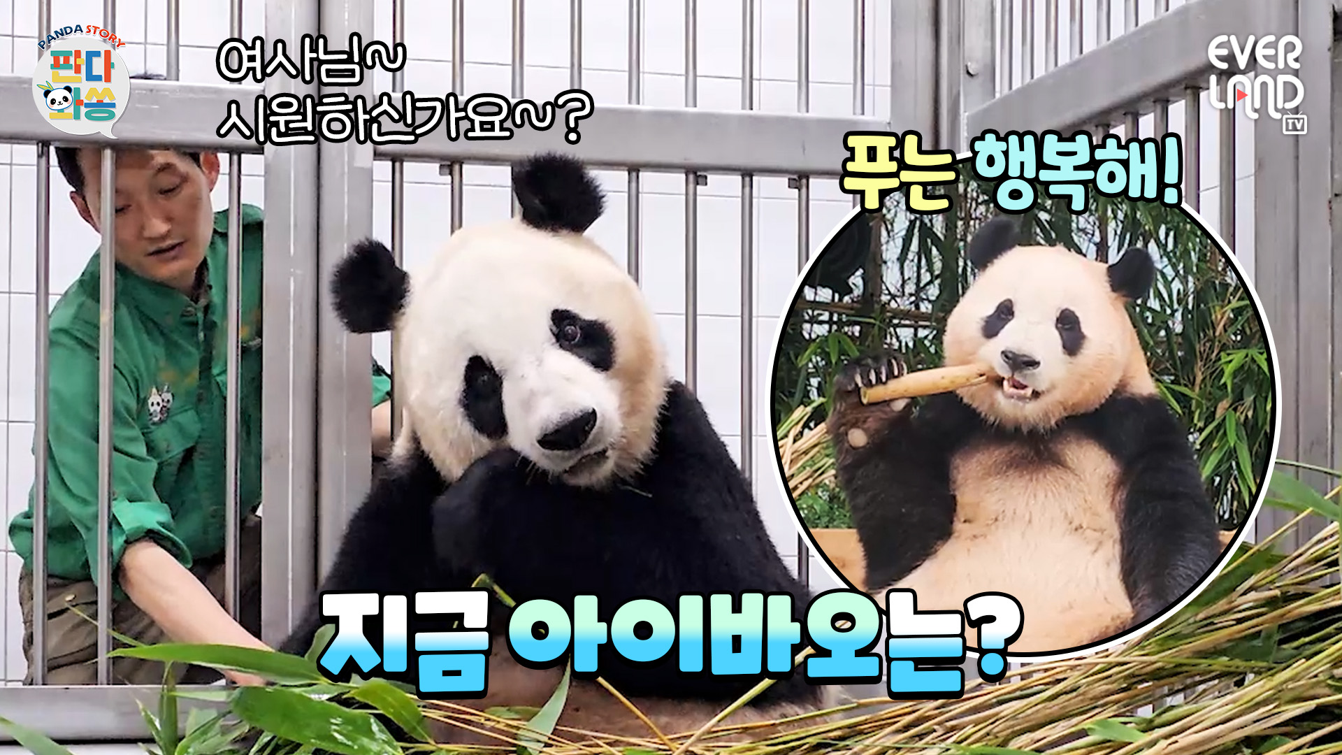 판다월드는 푸세상~! 행복한 푸바오와 송바오표 배 마사지가 좋은 아이바오를