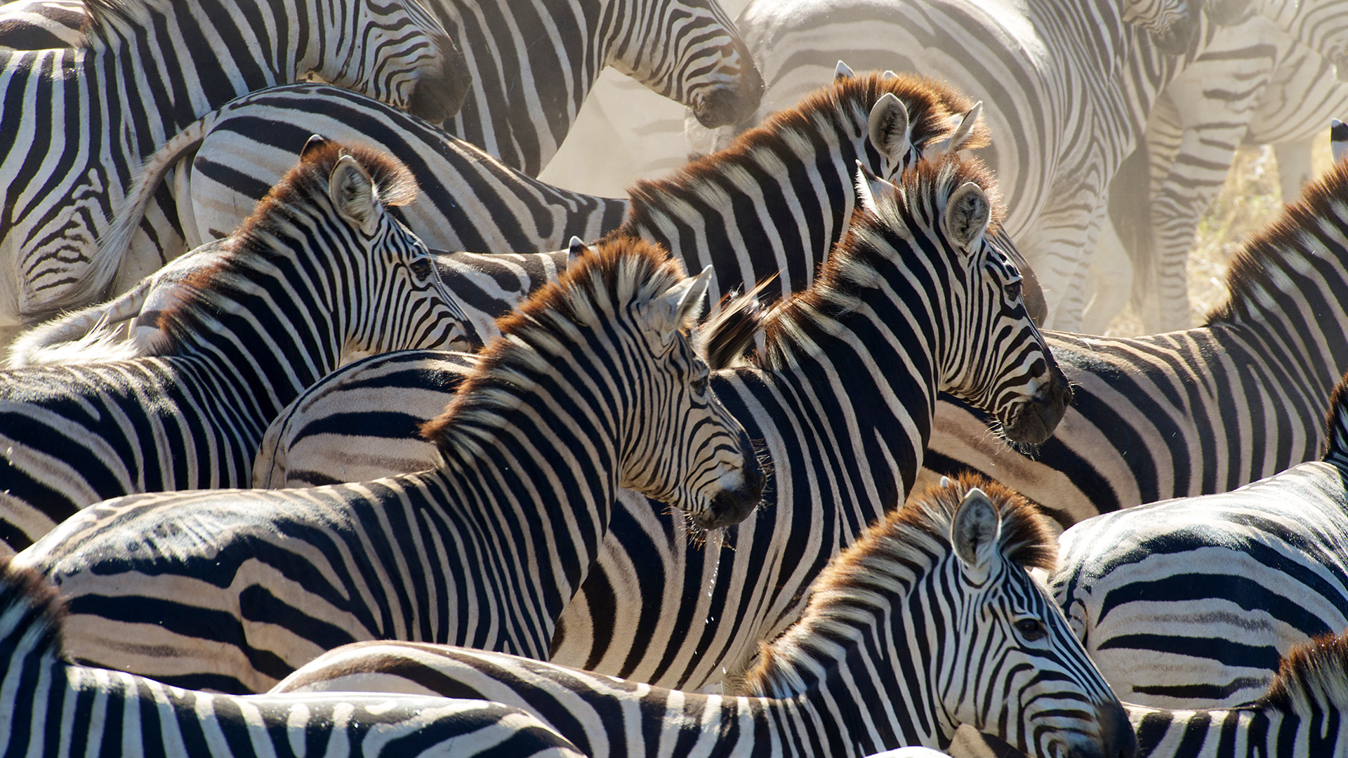 Streifzug der Zebras
