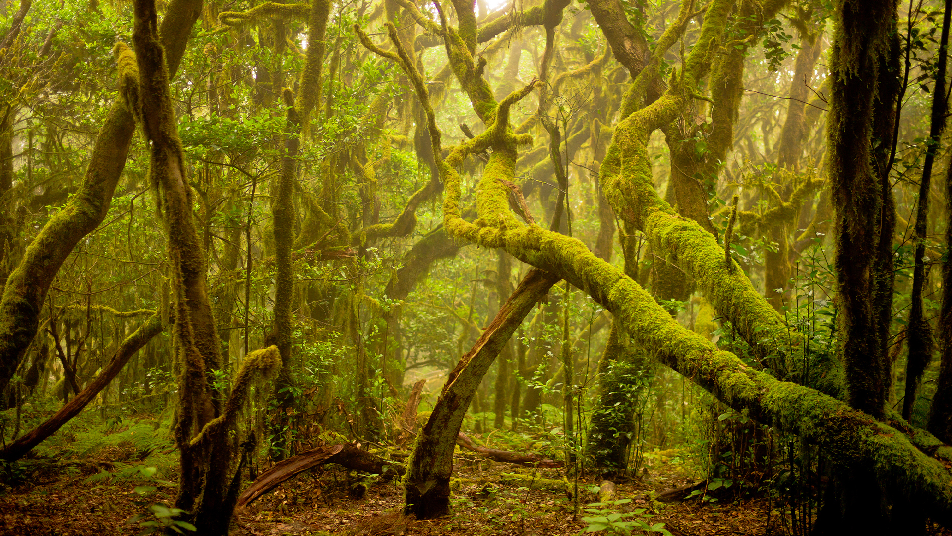 Germany's Mystic Forest