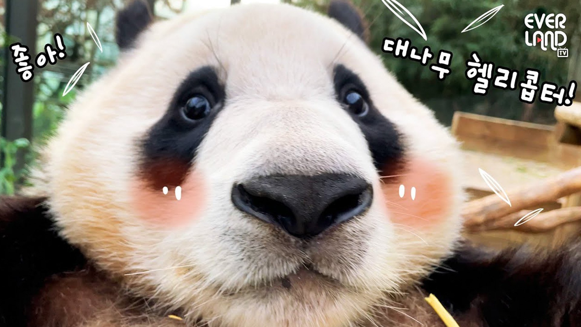 우리 푸공주 설마 이것까지 먹을 수 있다고..?! 27회